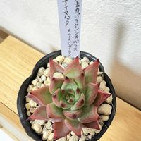 多肉植物,鳥取タニラー,石原園芸,メンチャカパラセンシスパラス x アテマハックxクスビダータメンチャカの画像