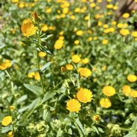 フユシラズ,ビタミンカラー,ご近所,小さな花壇,黄色の花の画像