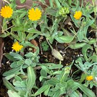 カーネーション,カーネーション,皇帝ダリア,皇帝ダリア,バラの画像