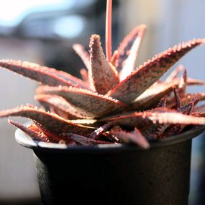 アロエ　レッドフォックス,多肉植物,アロエ属,19日はピンクの日!,テラスの画像
