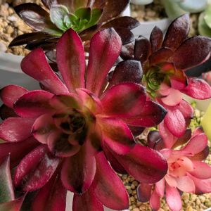 寄せ植え,多肉植物,葉挿し,リメ缶,多肉寄せ植えの画像