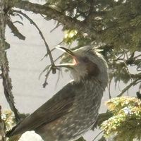 シャクナゲ,エゾマツ,赤松,多肉植物。,スズメの画像
