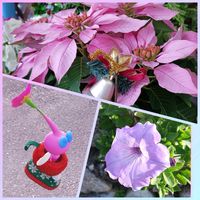 ペチュニア,ポインセチア,ポインセチア,デコ･オーナメント,ピンクワールドへ ようこその画像