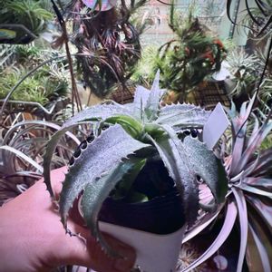 オルソフィツム,エアプランツ,チランジア属,ブロメリア科,植物のある暮らしの画像