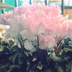 シクラメン,シクラメン,ベランダガーデニング,夜のベランダ,ピンクと白の画像