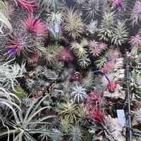 チランジア,エアプランツ,エアプランツ チランジアの画像