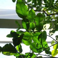 パクチー,コブミカン,人参,チキンスープカレー,板橋区立熱帯環境植物館の画像