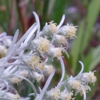 クレオメ,クレオメ,ハナズオウ（花蘇芳）,ハナズオウ（花蘇芳）,ニオイバンマツリ (匂蕃茉莉)の画像