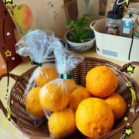 柚子,GSに感謝。,わんこと暮らす,初冬の頃,人に優しくの画像