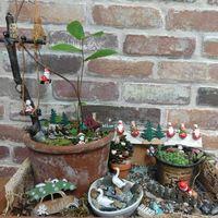 セダム,松ぼっくりツリー✨,どんぐりの木,木曜日は木,みどりのまとめNo.47の画像