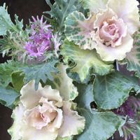 ハボタン,葉牡丹,寄せ植えの画像