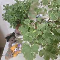 アロマティカス,アロマティカス,センテッドゼラニウム,センテッドゼラニウム,レモンユーカリ、の画像