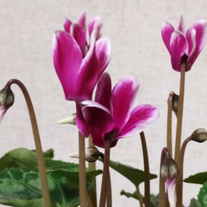 ガーデンシクラメン,寄せ植え,花のある暮らし,植物のある暮らし,植中毒の画像