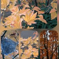 キク,デージー,バラ,花かんざし,コハウチワカエデの画像