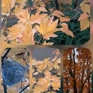 キク,デージー,バラ,花かんざし,コハウチワカエデの画像