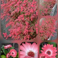 ガーベラ,ナンテン,バラ,バラ,リナリアの画像