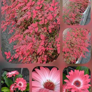 ガーベラ,ナンテン,バラ,バラ,リナリアの画像