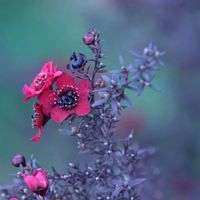 ギョリュウバイ,ギョリュウバイ,アメリカテマリシモツケ？,アメリカテマリシモツケ？,小柴自然公園の画像