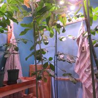 パキラ,パキラ ミルキーウェイ,パキラ・グラブラ,パキラ・アクアティカ,観葉植物の画像