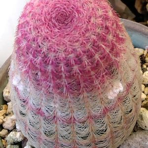 サボテン,ベランダガーデン,癒し,ありがとう♡,祈りの画像