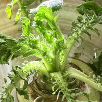 大根,大根,癒し,再生,笑ってねの画像