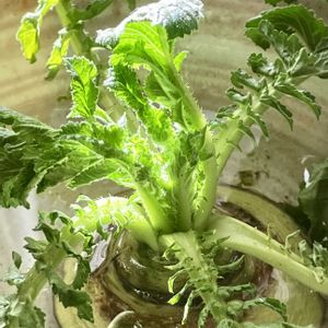 大根,大根,癒し,再生,笑ってねの画像