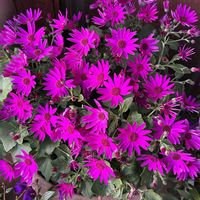 サイネリア,サイネリア,シクラメン,シクラメン,パンジー・ビオラの画像