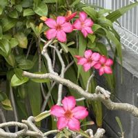 アデニウム,多肉植物,沖縄,おうち園芸,木曜日は木に咲く花の画像