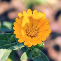 クロッカス,フユシラズ,雪割草,バイカオウレン,エチゴカンアオイ.の画像