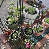 ビオラ,ビオラ,ビオラリオラ,ビオラリオラ,ガーデニング初心者の画像