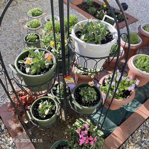 ビオラ,ビオラ,ビオラリオラ,ビオラリオラ,ガーデニング初心者の画像