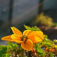 ウインターコスモス,サザンカ,シクラメン,フユシラズ,ビオラの画像