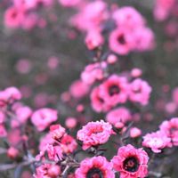 ギョリュウバイ,素敵な出会いに感謝,胸キュン,花散歩♡,感動のおすそ分けの画像