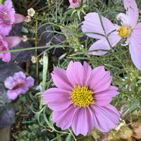 キク,コスモス,ニチニチソウ,ハイビスカス,クリスマスホーリーの画像