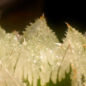 玄氷錦,ハオルチア属,多肉ちゃん,ボタニカルライフ,ベランダーの画像