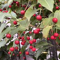 ソヨゴ,ソヨゴ,赤い実,花のある暮らし,小さな幸せ♡の画像