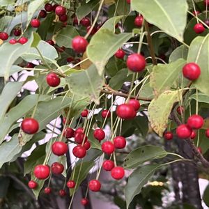 ソヨゴ,ソヨゴ,赤い実,花のある暮らし,小さな幸せ♡の画像