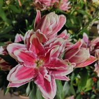 フクシア,ユリ,なばなの里,なばなの里ベゴニアガーデンの画像