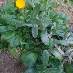 フユシラズ,放置栽培,こぼれダネ,お花のある暮らし,庭の花々の画像