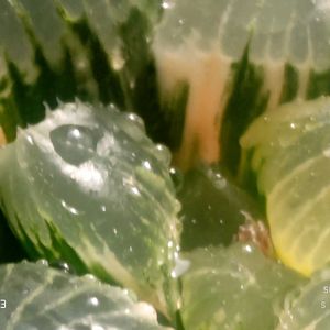 ジェリーフィッシュ錦,ハオルチア属,多肉ちゃん,ボタニカルライフ,ベランダーの画像