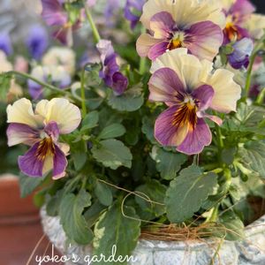 パンジー,ビオラ,コルティルーチェ,ビオラ　コルティルーチェ,寄せ植えの画像