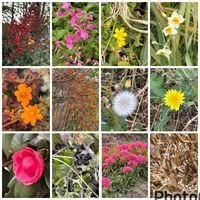 ツバキ,ネリネ,ツルウメモドキ,ダイヤモンドリリー,カタバミの画像