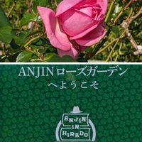 バラ,バラ 安曇野,ミニバラ（つる性）,ラ ローズ ドゥ モリナール,ミ二バラの画像