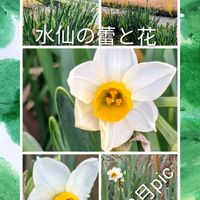 スイセン,ストック,スマホ撮影,いつもの散歩道,コラージュ仲間達の画像