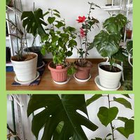 ハイビスカス,モンステラ,モンステラ　タイコンステレーション,観葉植物,花のある暮らしの画像