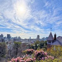 サザンカ,サザンカ,ツバキ,ピンク色の花,❥植物❥空模様❥コラボ❥の画像