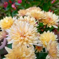 オレガノ ケントビューティー,オレガノケントビューティー,紅葉葉ゼラニウム,紅葉葉ゼラニウム,カスミソウ ジプシーローズの画像