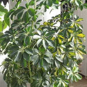 シェフレラ,温室,七北田公園都市緑化ホールの画像