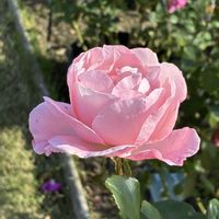 フリージア,ロイヤルプリンセス,クイーンエリザベス,アシュラム。の画像