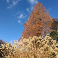 ススキ,ハンカチノキ,紅葉,松ぼっくり,メタセコイアの画像